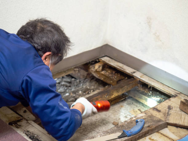 Best Mold Remediation  in Sargent, TX