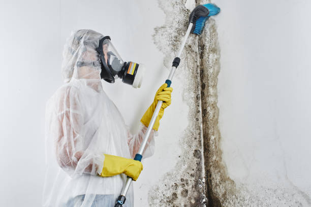 Best Mold Remediation  in Sargent, TX