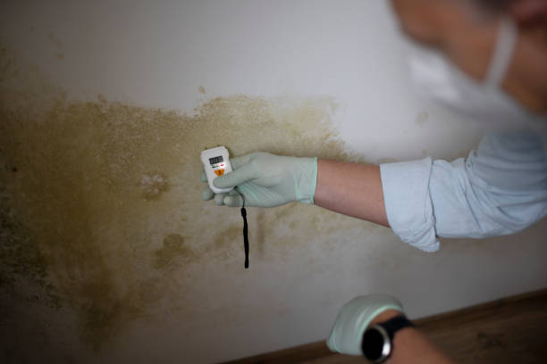 Mold Removal and Inspection in Sargent, TX