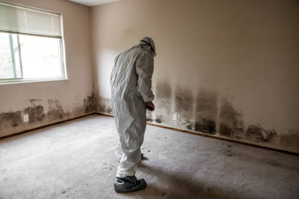 Best Local Mold Removal Service  in Sargent, TX