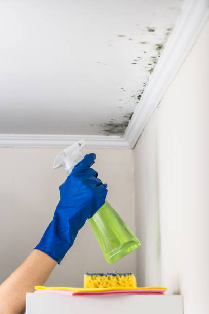 Best Emergency Mold Removal  in Sargent, TX