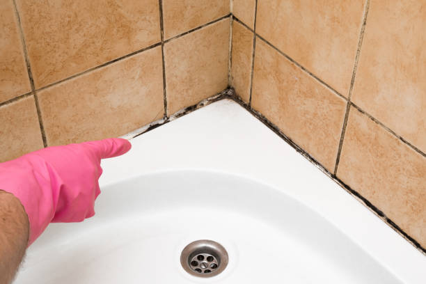 Best Affordable Mold Removal  in Sargent, TX